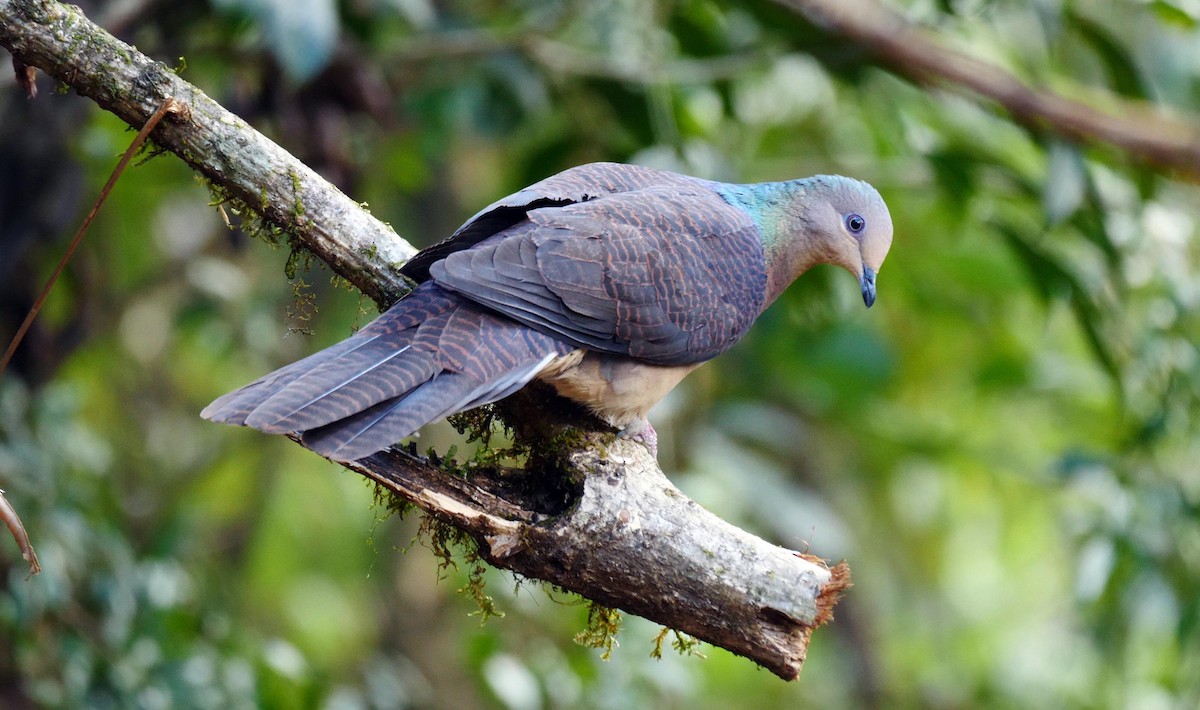 Barred Cuckoo-Dove - Josep del Hoyo