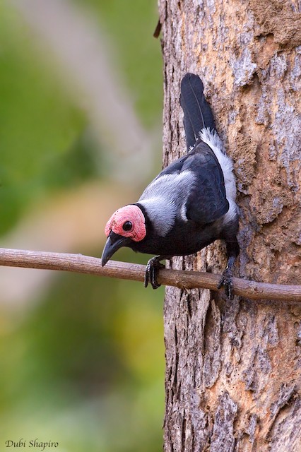 Photos - Coleto - Sarcops calvus - Birds of the World