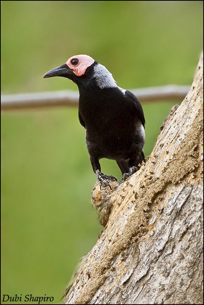Photos - Coleto - Sarcops calvus - Birds of the World