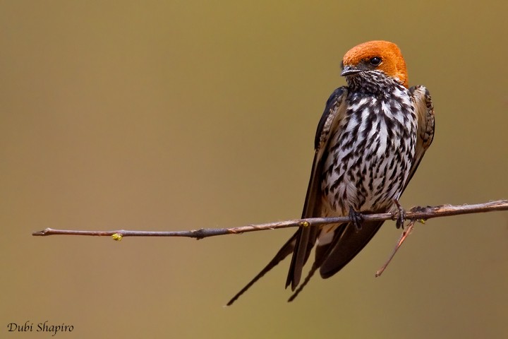 Lesser Striped Swallow - Dubi Shapiro