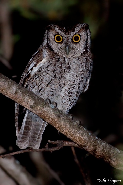 Peruvian Screech-Owl - Dubi Shapiro