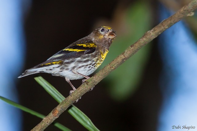 Male, lateral view (subspecies&nbsp;<em>estherae</em>). - Indonesian Serin - 