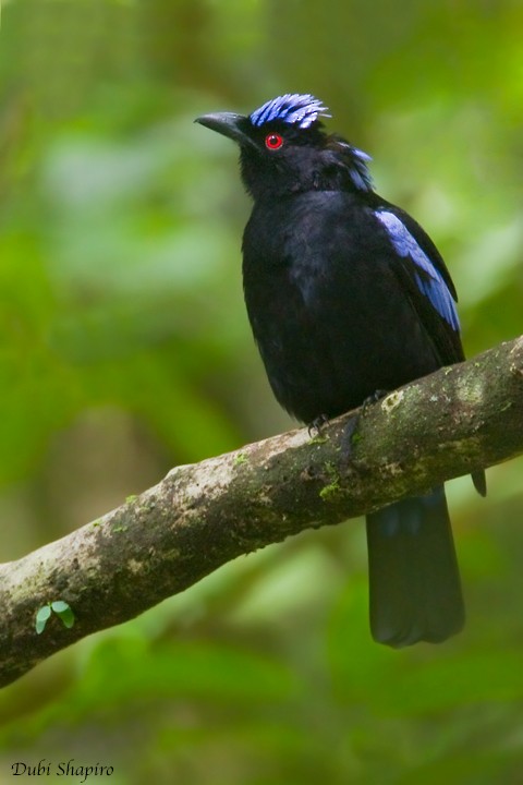 Philippine Fairy-bluebird - Dubi Shapiro