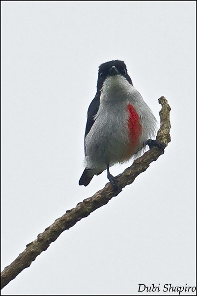 Red-keeled Flowerpecker - ML205156841