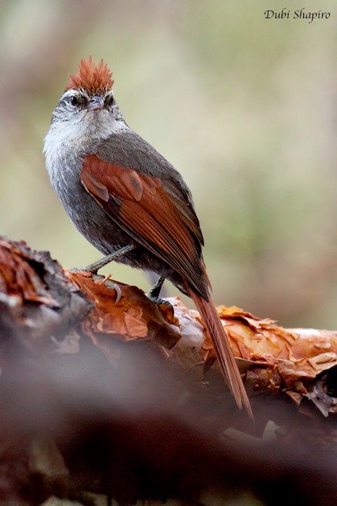 Line-cheeked Spinetail (Baron's) - ML205156861