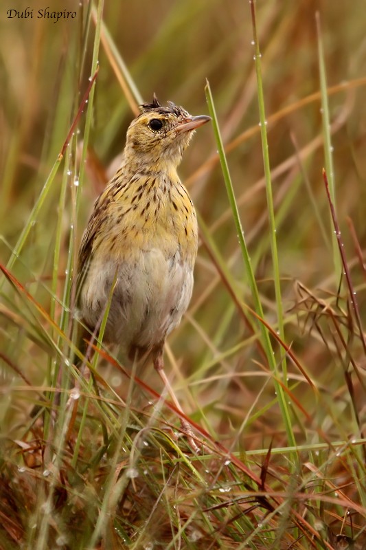 Ochre-breasted Pipit - ML205156931