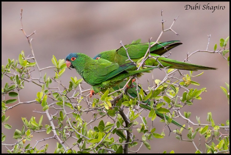 Blue-crowned Parakeet - Dubi Shapiro