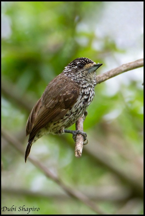 White-wedged Piculet - ML205157131