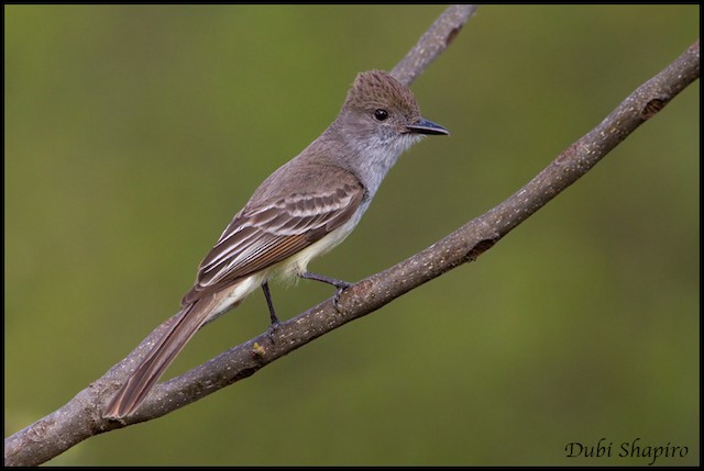 Brown-crested Flycatcher - eBird