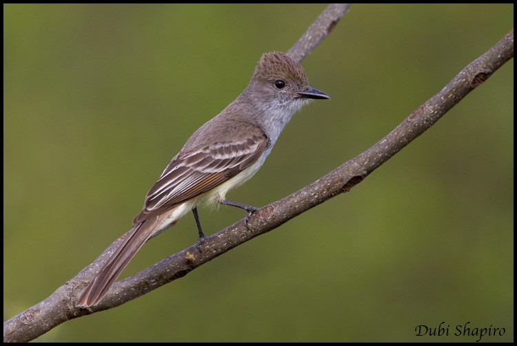 Brown-crested Flycatcher (South American) - Dubi Shapiro
