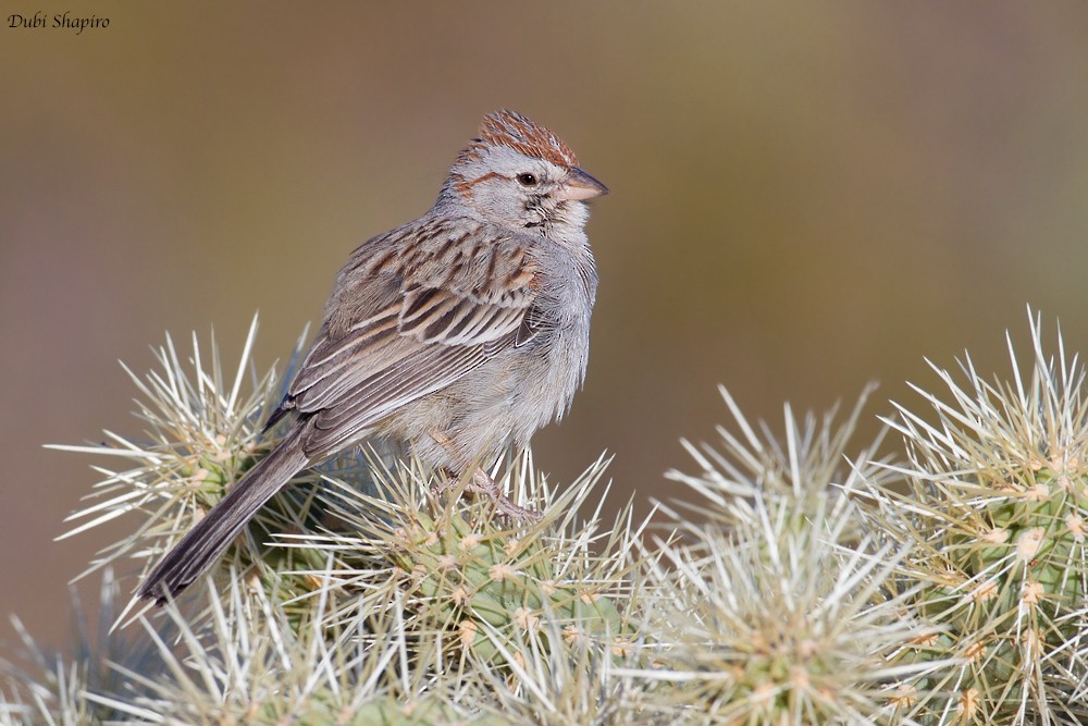 Rufous-winged Sparrow - Dubi Shapiro