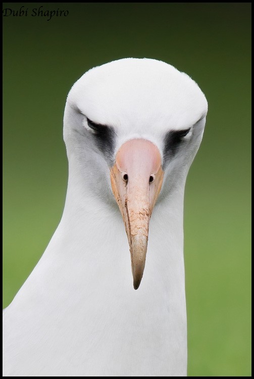 Laysan Albatross - Dubi Shapiro