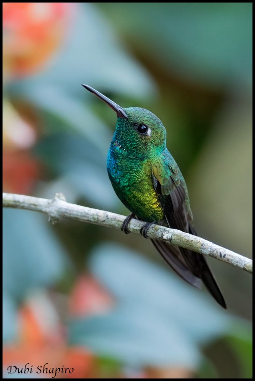 kolibřík kubánský - ML205157191