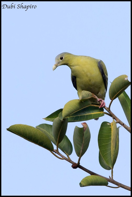 Flores Green-Pigeon - Dubi Shapiro