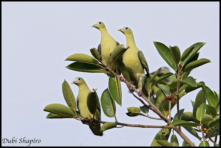 Flores Green-Pigeon - Dubi Shapiro