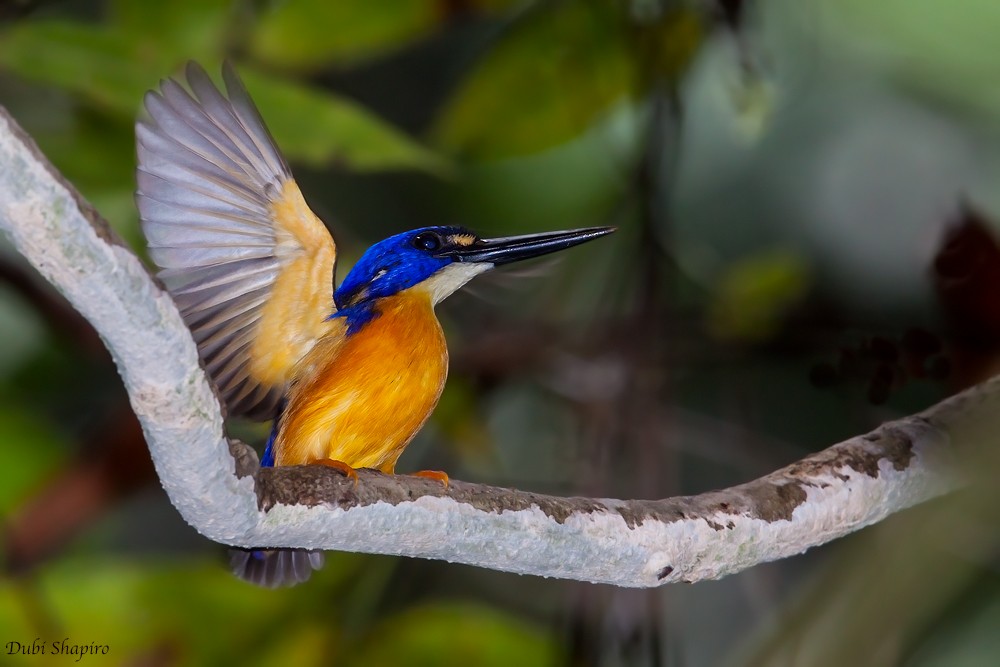 Papuan Dwarf-Kingfisher - Dubi Shapiro