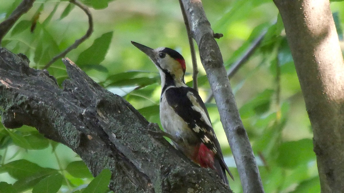 Syrian Woodpecker - Josep del Hoyo