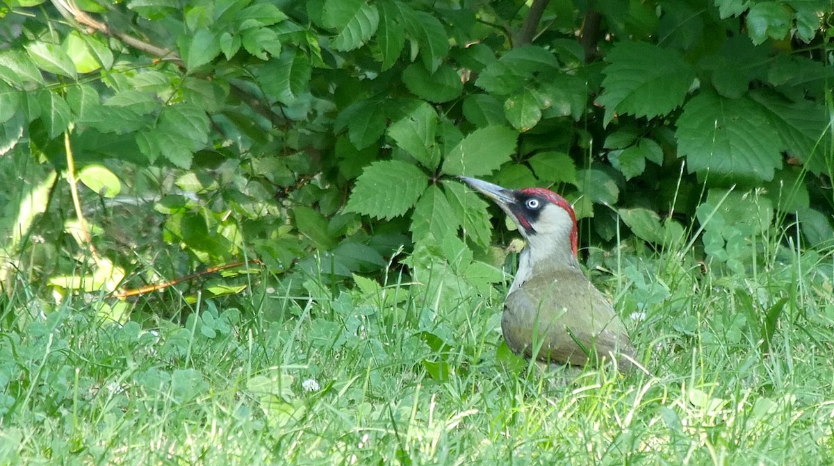 Eurasian Green Woodpecker (Eurasian) - ML205157911