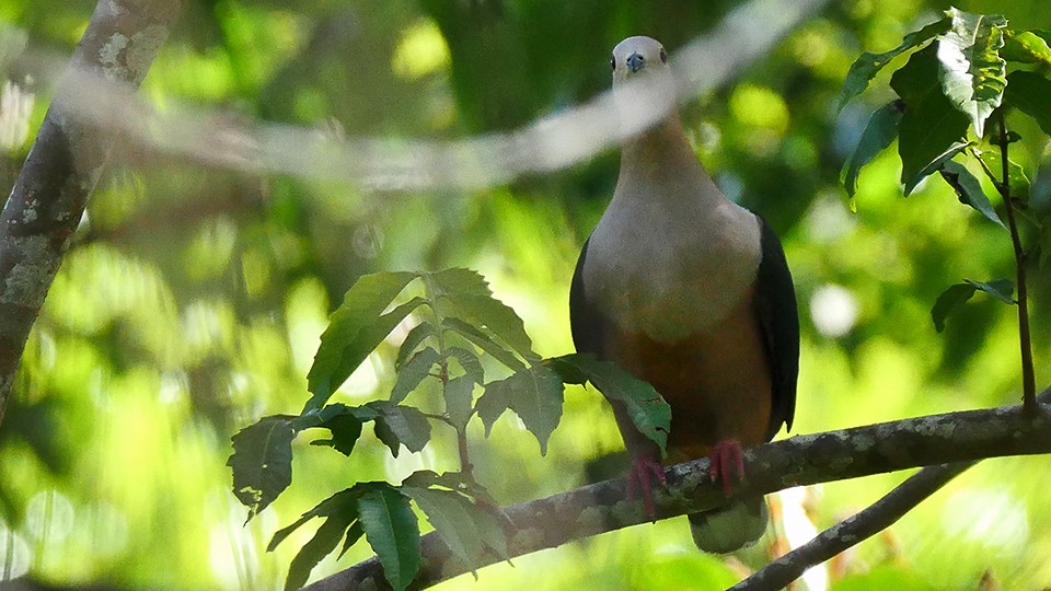 Cinnamon-bellied Imperial-Pigeon (Golden-naped) - ML205157961