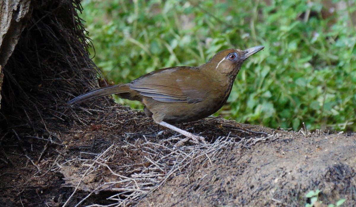 Spot-breasted Laughingthrush - ML205158361
