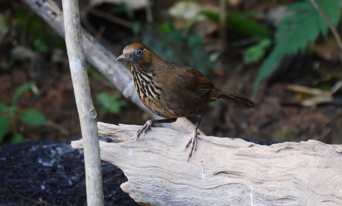 Spot-breasted Laughingthrush - ML205158371