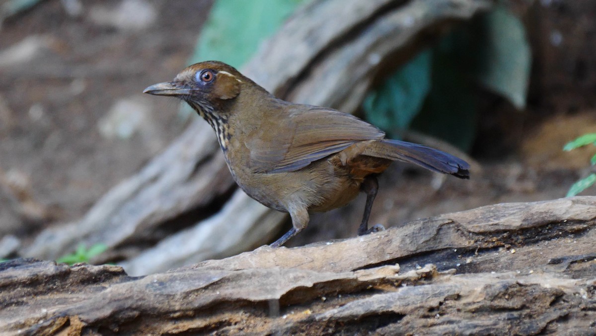 Spot-breasted Laughingthrush - ML205158381
