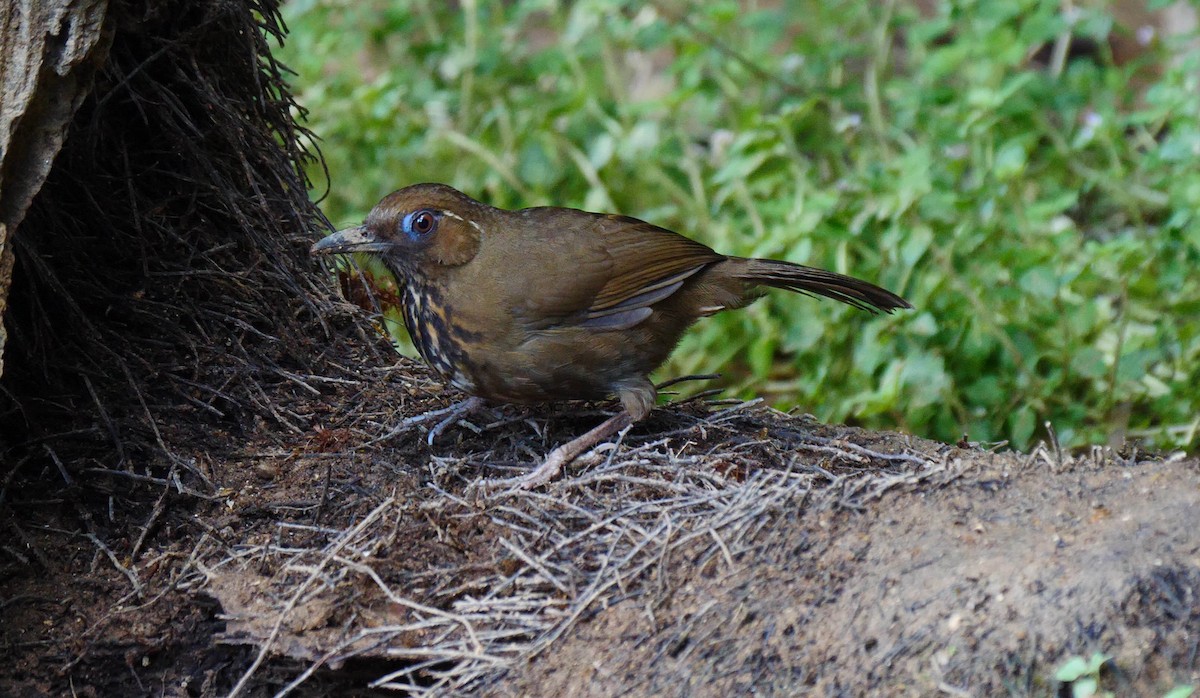 Spot-breasted Laughingthrush - ML205158391