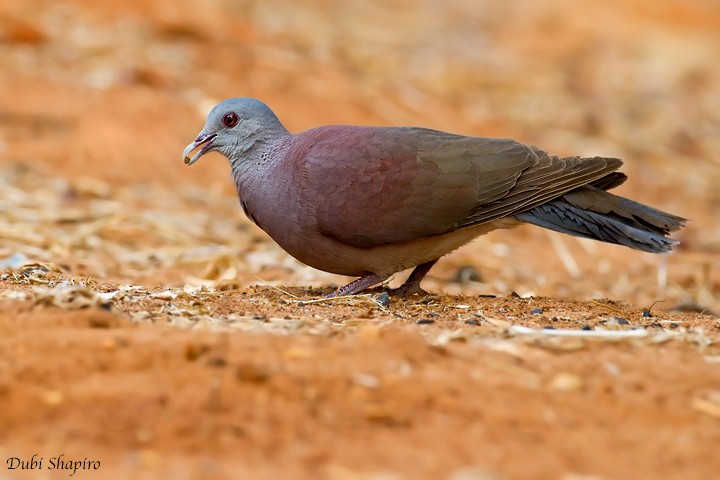 Pigeon de Madagascar - ML205158421