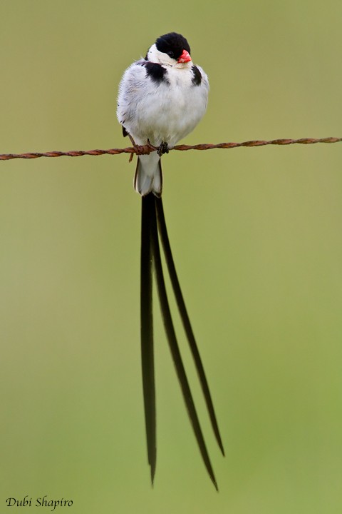 Pin-tailed Whydah - Dubi Shapiro