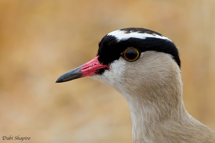 Crowned Lapwing - ML205158671