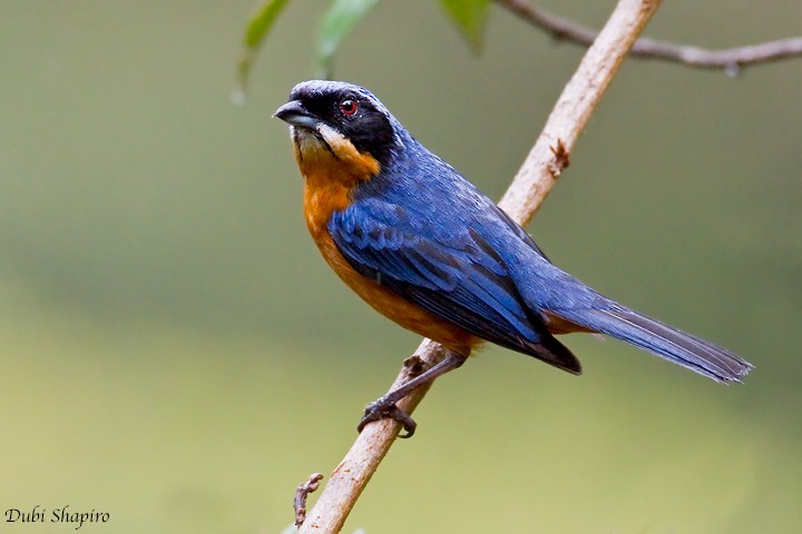 Chestnut-bellied Mountain Tanager - ML205158681