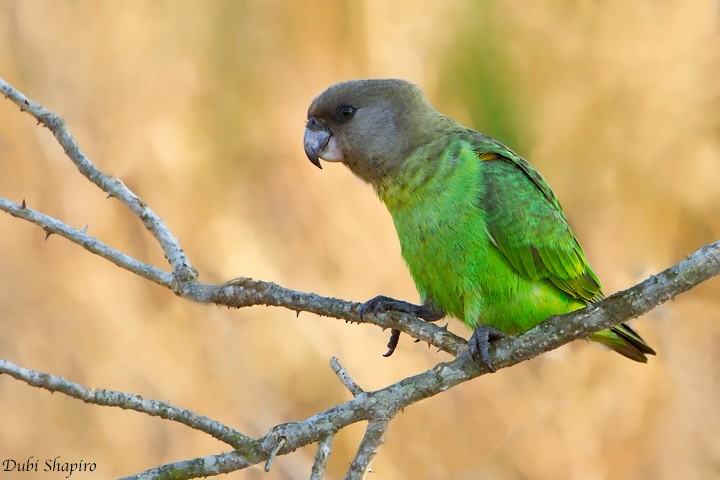 Brown-headed Parrot - ML205158781