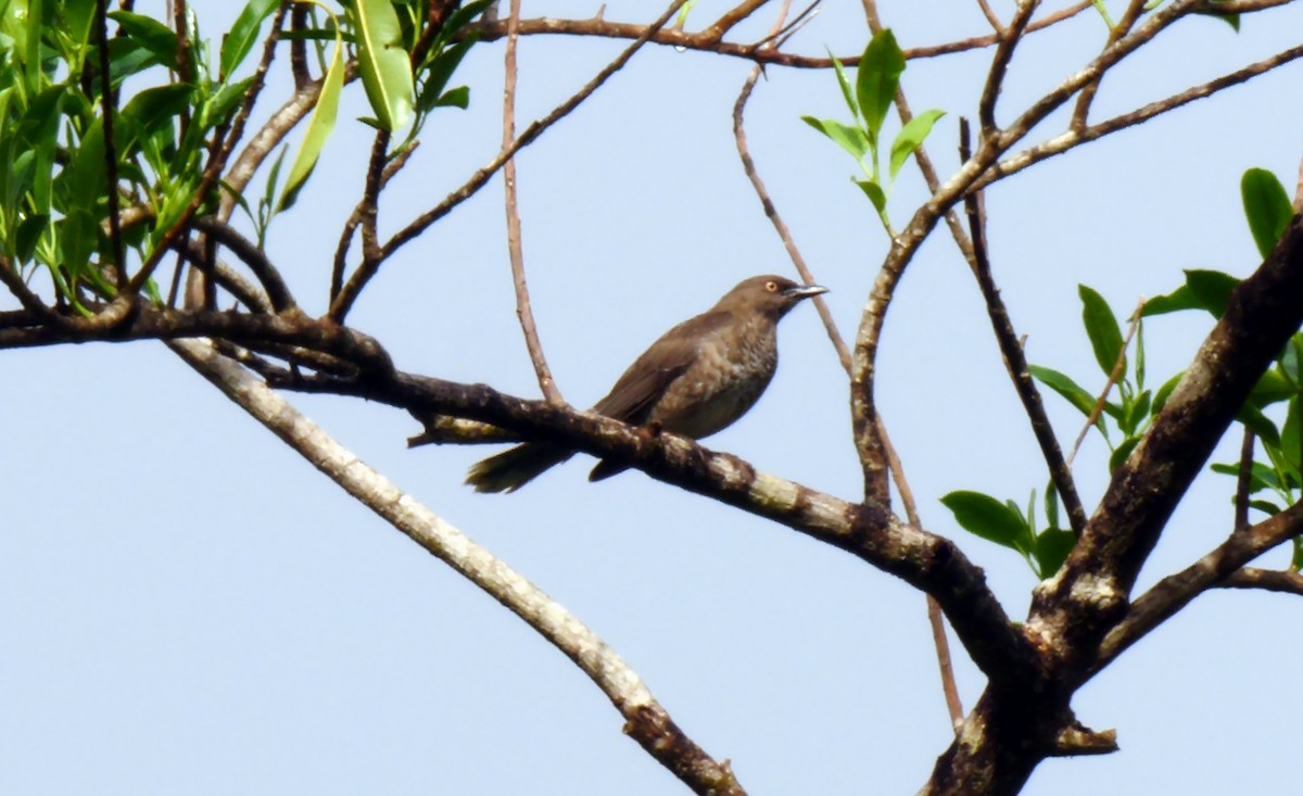 Scaly-breasted Thrasher - ML205159001