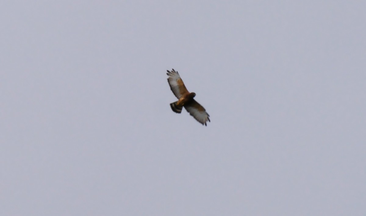 Broad-winged Hawk (Caribbean) - ML205159011
