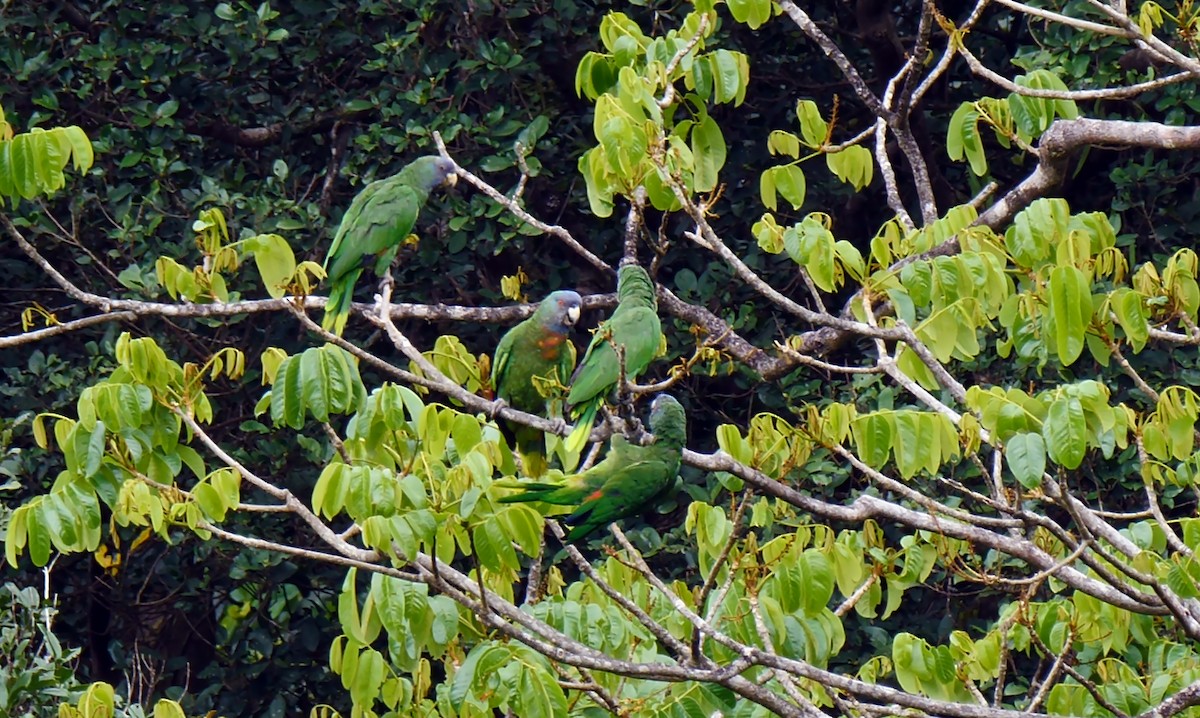 Red-necked Parrot - ML205159111