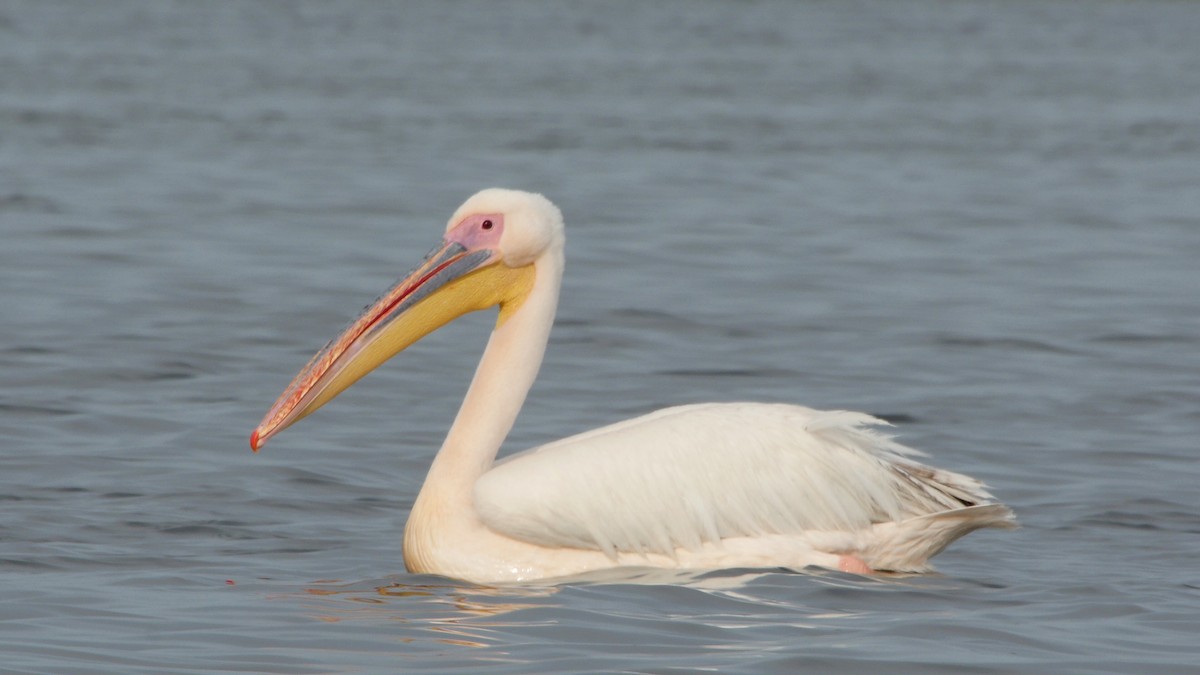 pelikán bílý - ML205159361