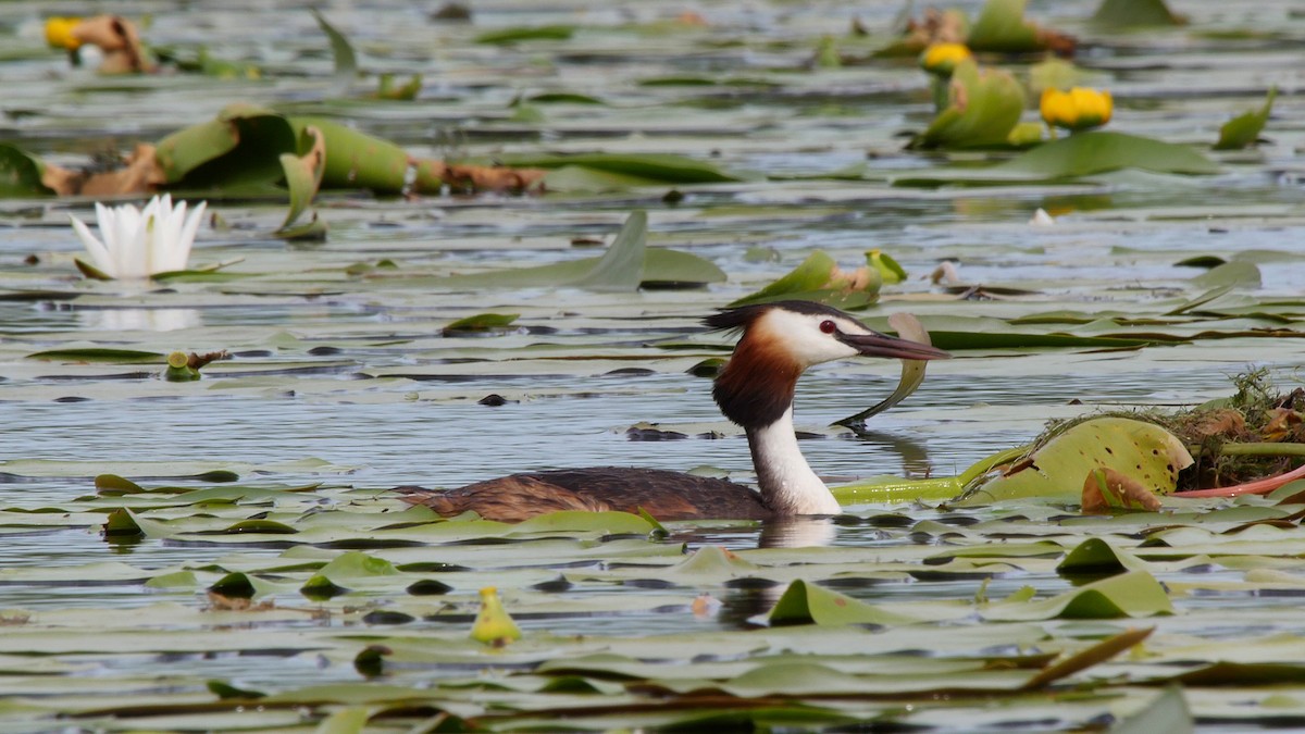 Great Crested Grebe - ML205159381