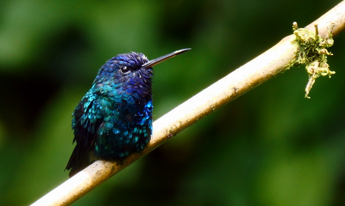 Blue-headed Hummingbird - Josep del Hoyo