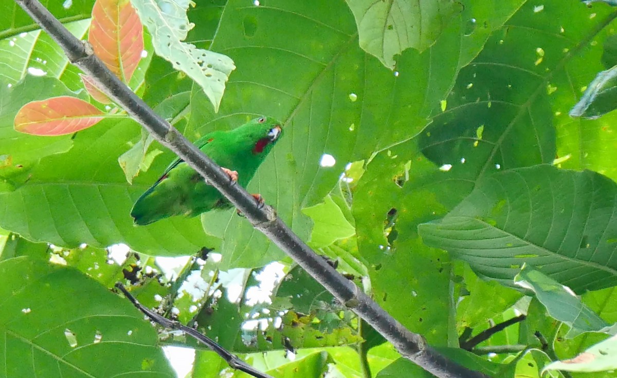 Sula Hanging-Parrot - ML205159631