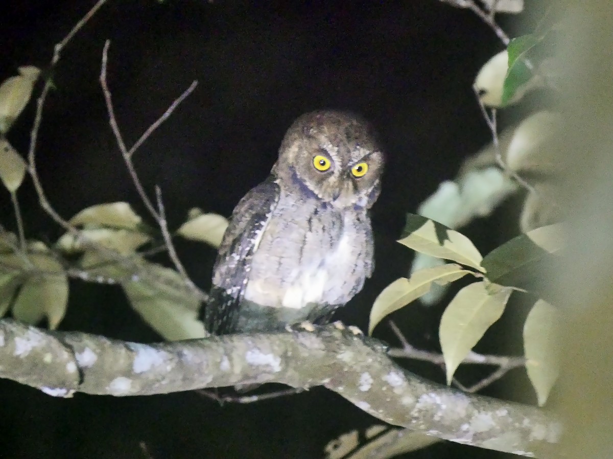 Banggai Scops-Owl - Josep del Hoyo