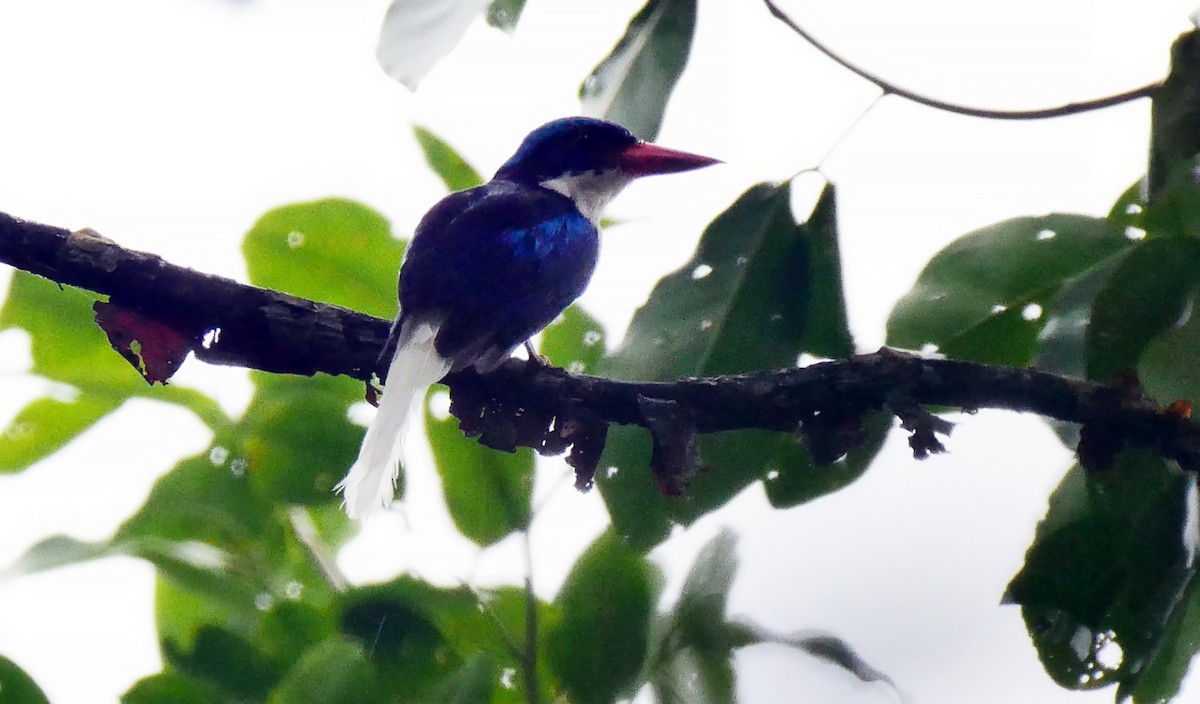 Kofiau Paradise-Kingfisher - ML205159751
