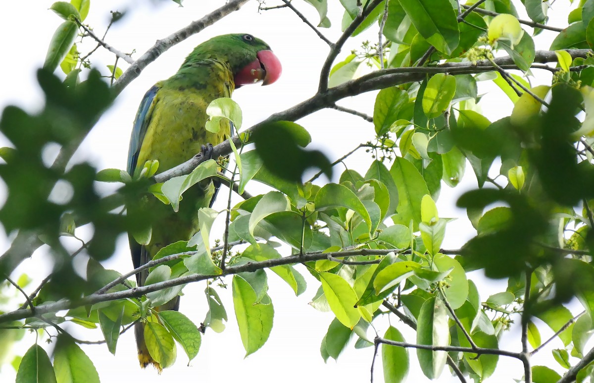 Great-billed Parrot - ML205159771