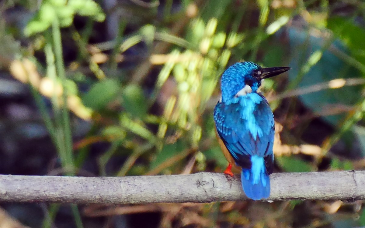 Common Kingfisher (Cobalt-eared) - Josep del Hoyo