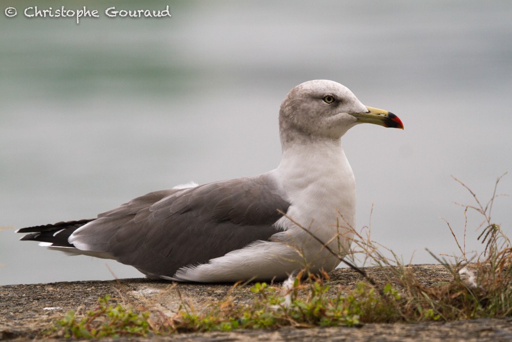 Black-tailed Gull - Christophe Gouraud