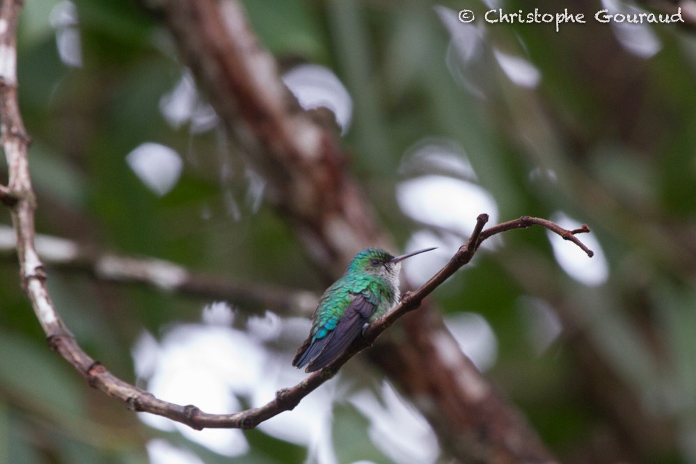 Blue-tailed Emerald - Christophe Gouraud