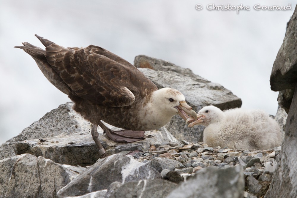 Southern Giant-Petrel - Christophe Gouraud