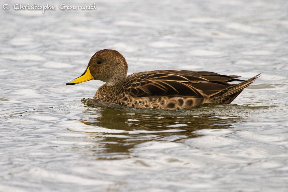 Yellow-billed Pintail (South American) - ML205160681