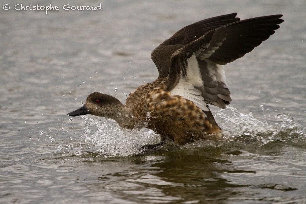 Crested Duck - Christophe Gouraud