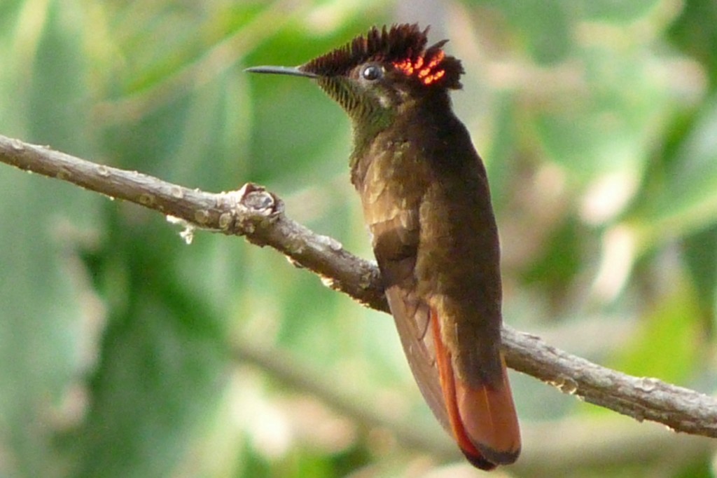 Ruby-topaz Hummingbird - sanjiv parasram