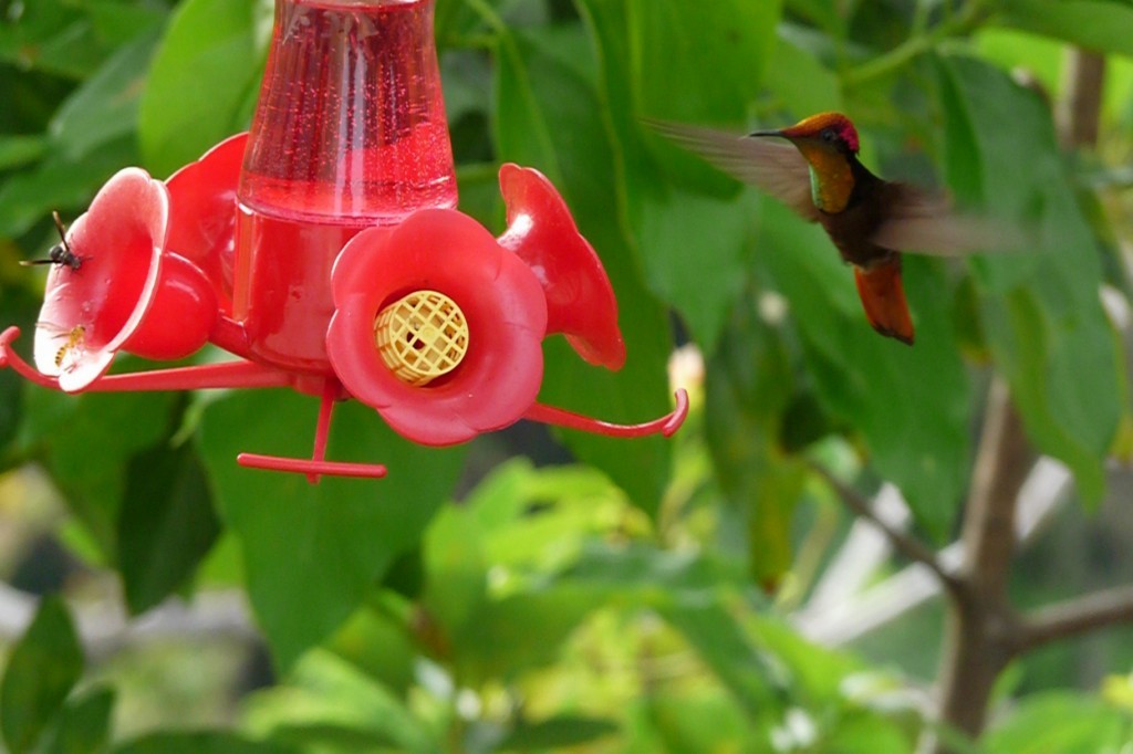Ruby-topaz Hummingbird - sanjiv parasram